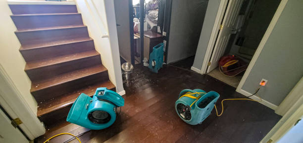 Best Mold removal after water damage  in Layton, UT